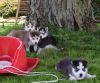 Adorable AKC Huskies Puppies