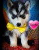 Loving male and female Siberian husky puppies for sale
