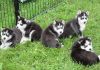 Healthy Siberian Husky puppies For Sale