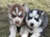 Gentle & Friendly Blue Eyes Siberian Husky Puppies