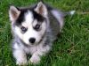Siberian Husky pups xxxxxxxxxx