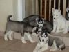 Amazing AKC Huskies Puppies