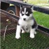 cute and lovely Siberian husky for sale