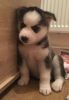 Gorgeous Blue Eyes AKC Registered Siberian Husky Puppie