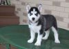 Healthy siberian Husky puppies ready for good homes