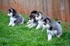 Amazing AKC Huskies Puppies