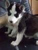 Siberian Husky Puppies for Re-Homing