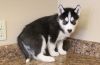 wonderful Siberian husky available rehome now