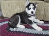 Understanding Siberian Husky Puppies Ready