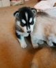 Beautiful Siberian Husky Puppies Ready Now