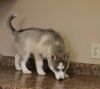 Blue Eyes Siberian Husky Puppies For Sale