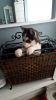 Siberian Husky Puppies for free adoption.text me on (xxxxxxxxxx)