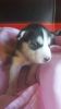Kc Regisered Siberian Husky Puppies