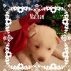 Siberian Husky Puppies. Ready before Christmas!