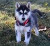 Adorable husky puppies for sell