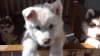 AKC Registered Purebred Siberian Husky Puppies for Sale (xxx) xxx-xxx0