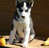 AKC registered Blue Eyes Siberian Husky puppies
