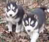 Siberian Huskies for sale