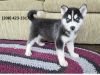 Siberian husky puppies for sale as X-mas present