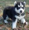 Home Raised Male and Female Husky Puppies