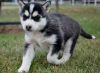 Home Raised Male and Female Husky Puppies