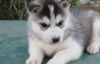 Adorable Siberian Husky Puppies for new home and family