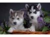 Akc Pure Breed Siberian Husky Puppies for Rehoming