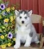 Sweet Siberian Husky Puppies for Rehoming Homes