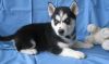 Registered Siberian Husky Puppies Available
