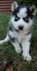 Blue eye Siberian Husky puppies for adoption