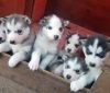 Male and female Siberian husky puppies blue eyes
