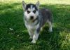 Astonished Siberian Husky puppies ready for sale