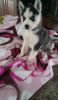 Male and female Siberian Husky puppies available
