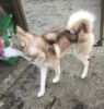 Red With Brown Nose Siberian Husky For Sale
