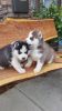 adorable Siberian Husky pups for sale.