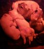 !@#Supper Adorable male and female husky puppies.....(xxx) 702-2697!@#