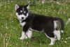 Cute Siberian Husky Puppies Available