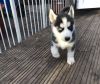 Send a Message Ready to go home, Siberian Husky Puppy For Sale