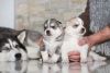 Lovely male and female siberian huskies available