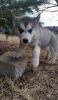 AKC Siberian Husky puppies for Sale