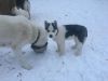 Cute AKC Huskies Puppies