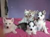 Adorable male and a female Siberian Husky puppies