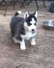 Husky puppies!! Looking for a forever home ....
