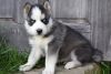 Attractive and well trained AKC Siberian Husky Puppies