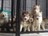 Siberian Husky Purebred Puppies