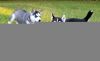 AKC Siberian Husky puppies For Sale. Text (xxx) xxx-xxx2