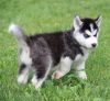 Beautiful Siberian Husky Puppies for free.