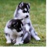 Siberian Husky Puppies Blue eyes Ready text (xxx) xxx-xxx5