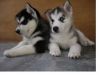 Siberian husky puppies available TEXT(xxx) xxx-xxx5