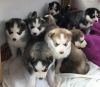 AKC Siberian Husky puppies all with blue eyes